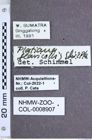 Etiketten zu Platiana flavicollis (NHMW-ZOO-COL-0008907)